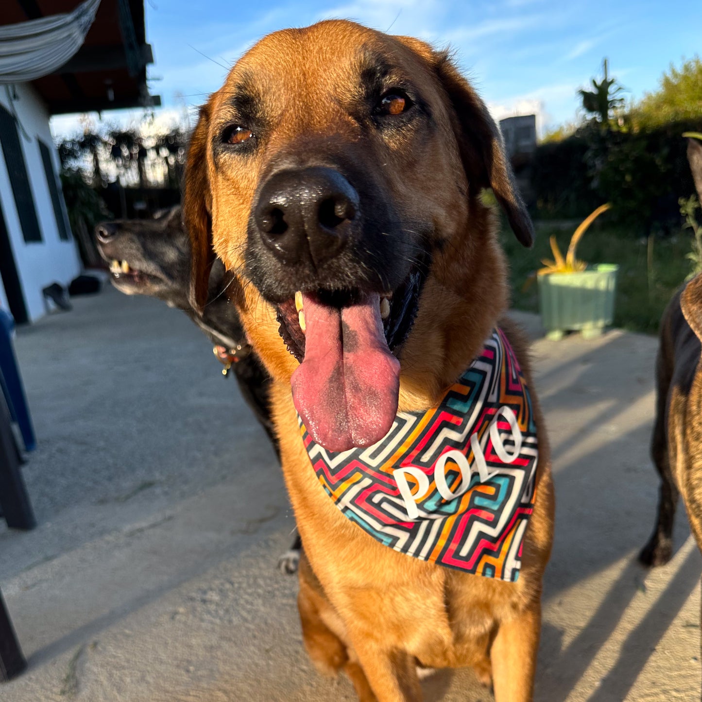 Bandana Colorful Zigzag