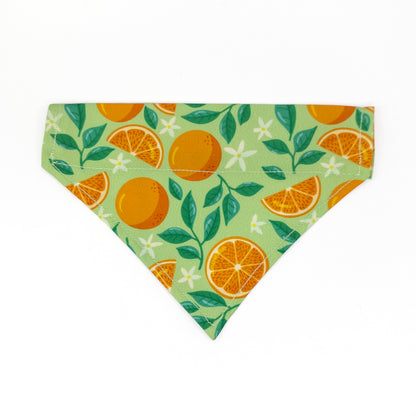 Bandana Gato Naranja Pop