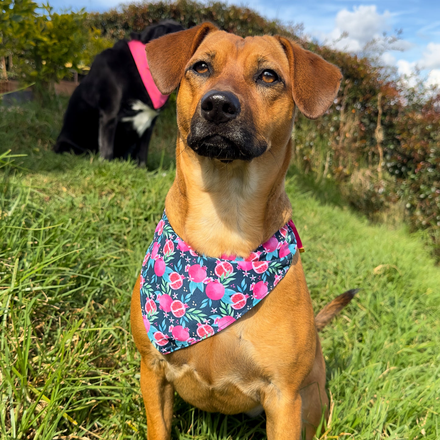 Bandana Berry Forest