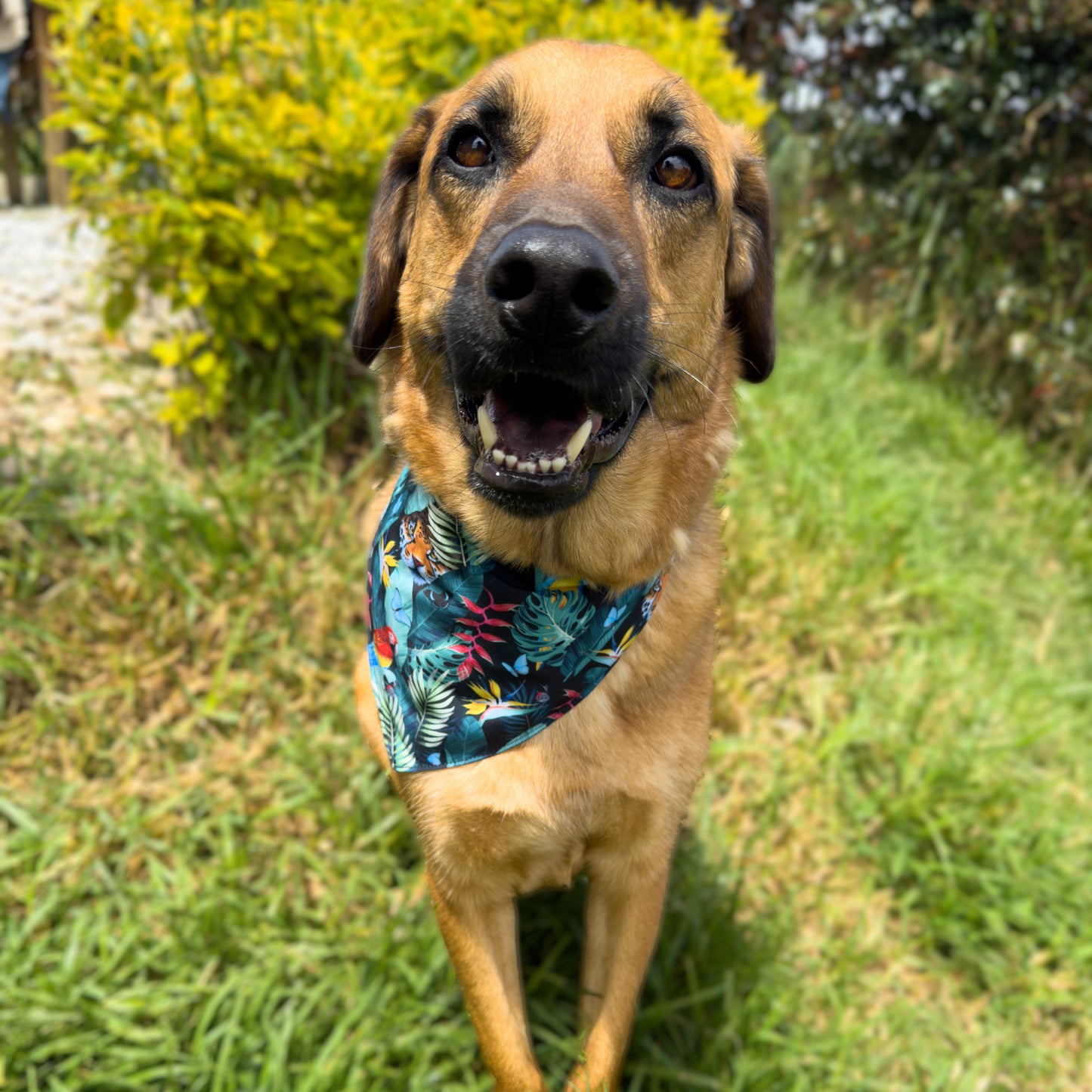 Bandana Midnight Safari