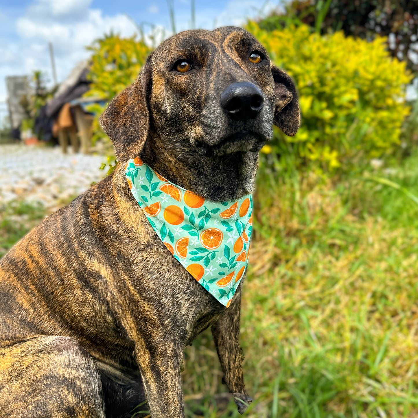 Bandana Naranja Pop