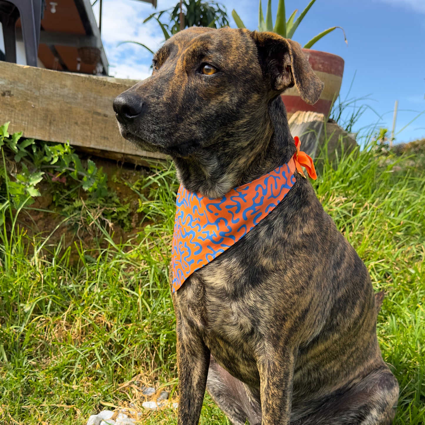 Bandana Orange Fusion